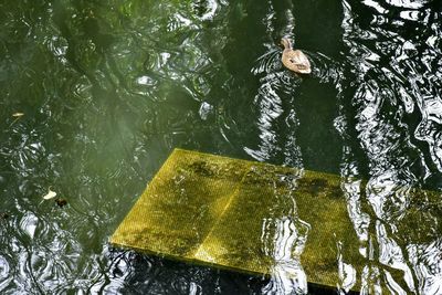 High angle view of a swimming in lake