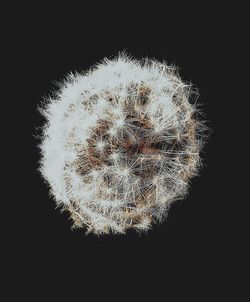 Close-up of dandelion against black background