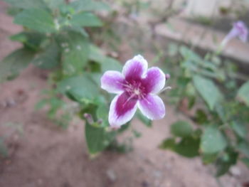 Close-up of pink flowers