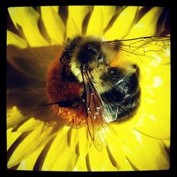 Close-up of bee on yellow flower