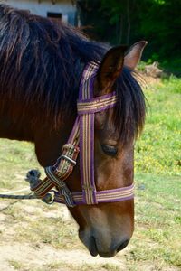 Horse in the field