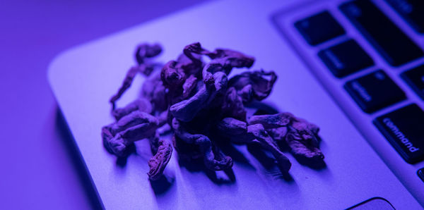 High angle view of purple flower on table