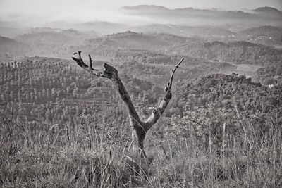 View of deer on field by mountain