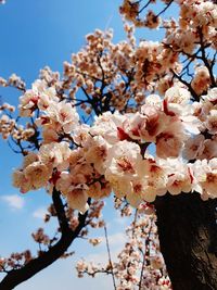 Low angle view of cherry blossom tree