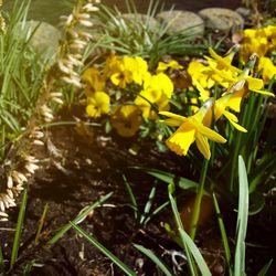 Close-up of yellow flowers on field