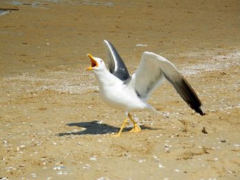 Seagull on sand