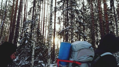 Bare trees in forest