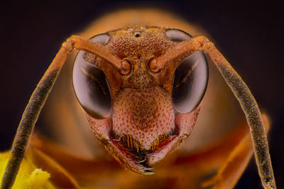 Close-up portrait of a lizard