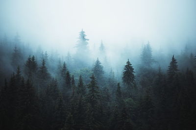 Trees in forest during foggy weather