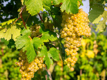 Close-up of grapes growing on plant