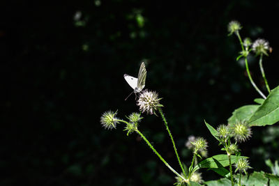 Close-up of butterfly on plant