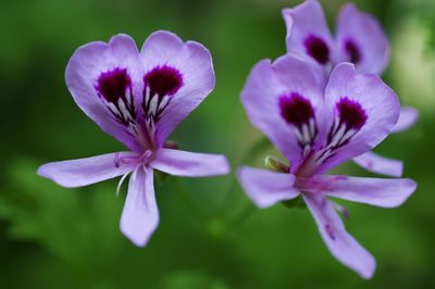 Close-up of purple flowers blooming outdoors