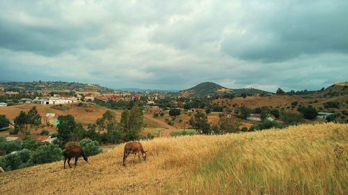 Cows grazing on field against sky