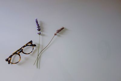 Close-up of plant against white background