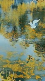 Close-up of birds flying over lake