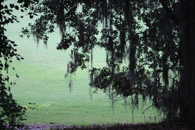 Scenic view of trees