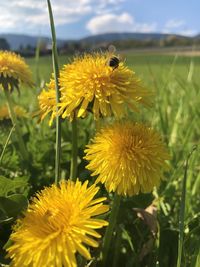 Close-up of yellow flowering plant on field