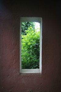 Plants seen through window