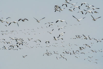 Low angle view of birds flying in the sky