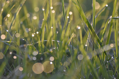 Close-up of wet plants on field