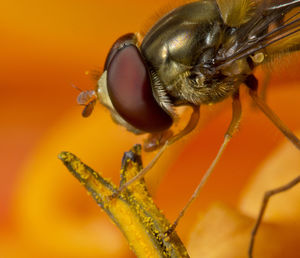 Close-up of bee on orange flower