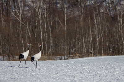 View of two birds on snow covered land