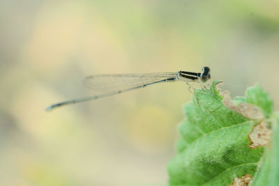 Close-up of grasshopper