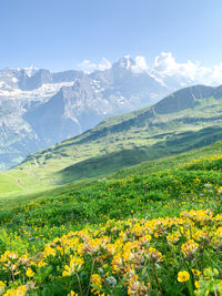 Scenic view of grassy field against sky