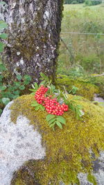 Close-up of red berries on rock