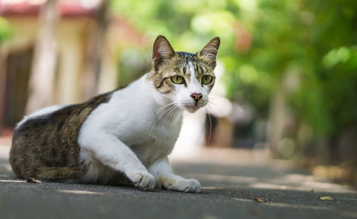 Portrait of cat sitting outdoors