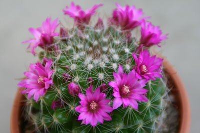 Close-up of pink flower blooming