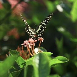 Close-up of butterfly pollinating flower