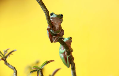 Close-up of frogs on branch against yellow background