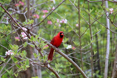 Bird perching on branch