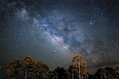 Low angle view of trees against milky way sky at night