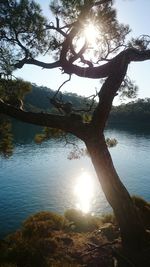 Sunlight streaming through tree against lake