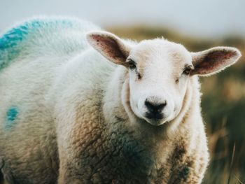 Close-up portrait of a sheep