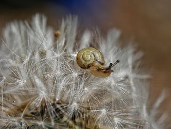 Close-up of snail on dandelion