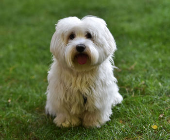 Portrait of white dog on field