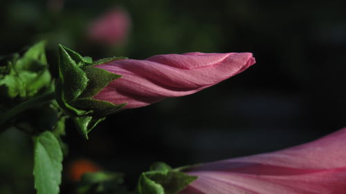 Close-up of pink rose blooming outdoors