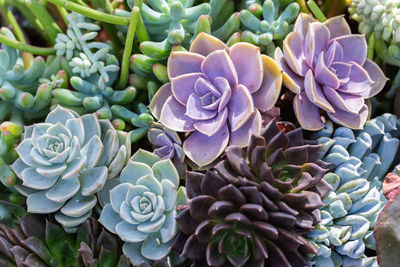 Close-up of succulent plant