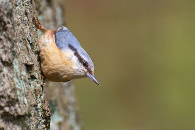 Close-up of bird perching on tree trunk