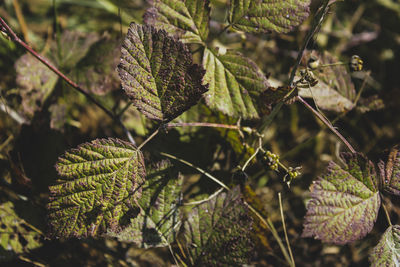 Close-up of leaves on branch