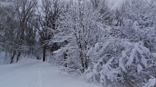 Snow covered landscape