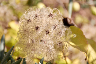 Close-up of wilted flower plant
