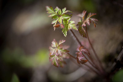 Close-up of flowering plant leaves