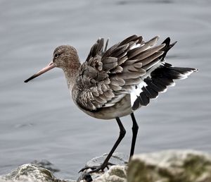 Close-up of godwit on rock by lake