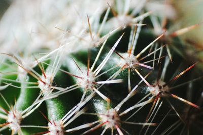 Close-up of plant against blurred background
