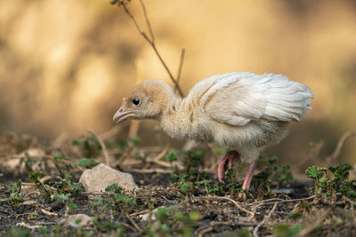 Close-up of bird on field