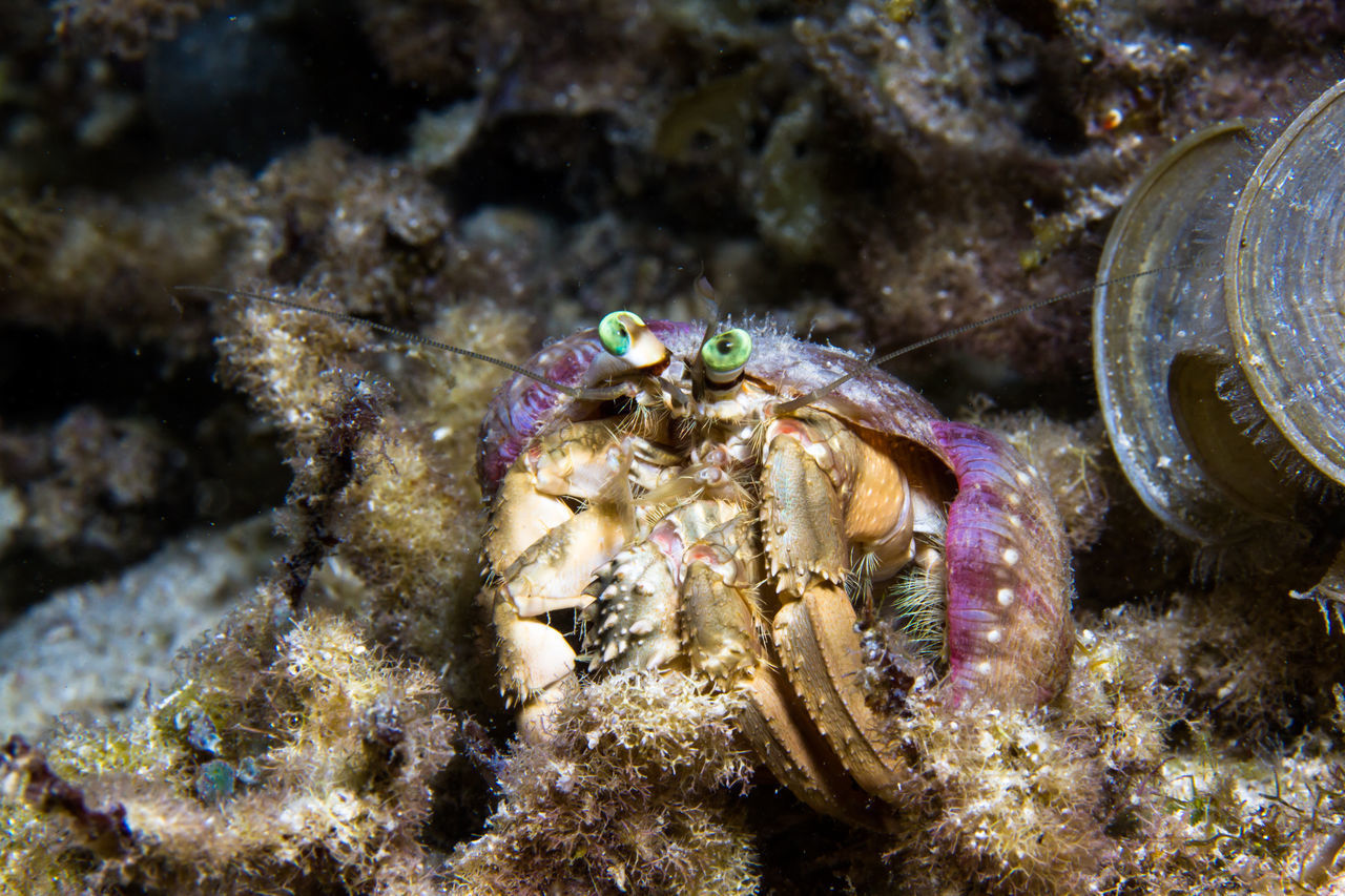 CLOSE-UP OF CRAB ON SEA SHORE